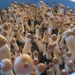 Buy Dancing tiger magic Mushroom
