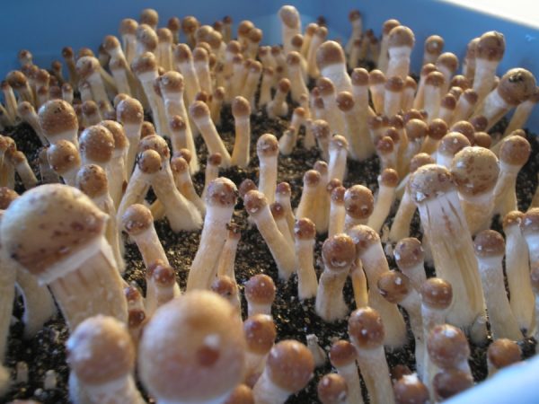 Buy Dancing tiger magic Mushroom