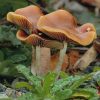 Psilocybe azurescens