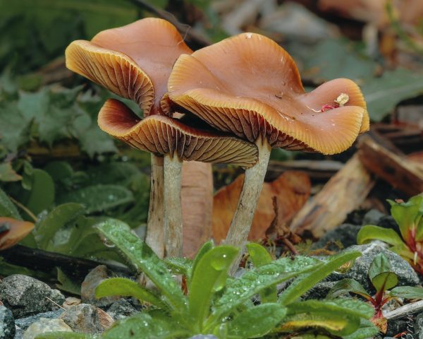 Psilocybe azurescens