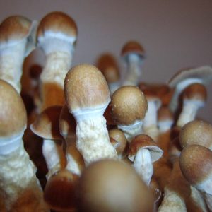 buy penis envy mushrooms