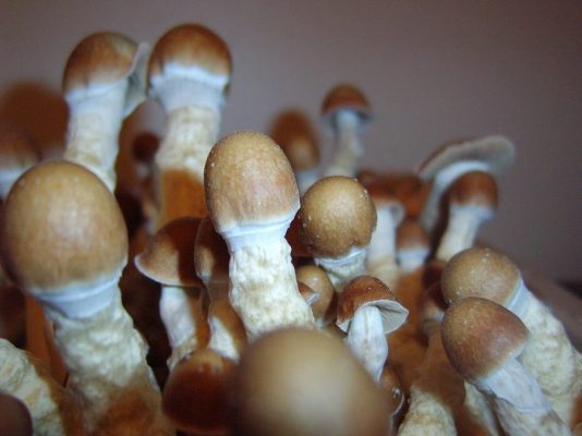 buy penis envy mushrooms