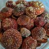 Buy amanita-muscaria-caps.jpg