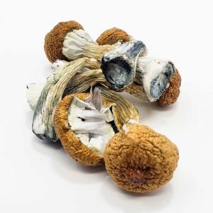 buy magic mushroom online
