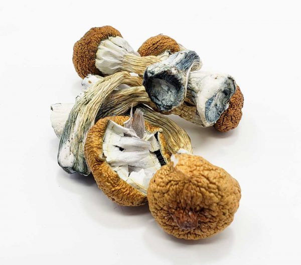 buy magic mushroom online