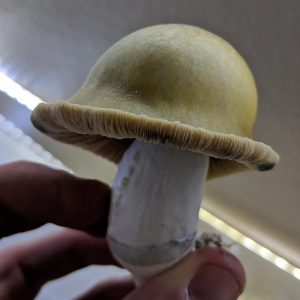 golden caps