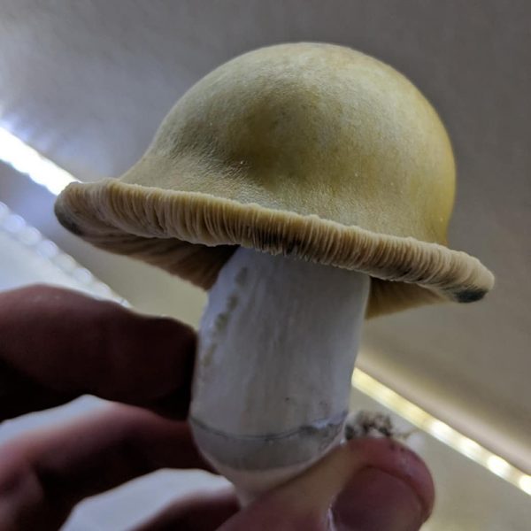 golden caps