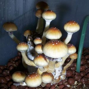 golden teacher mushrooms