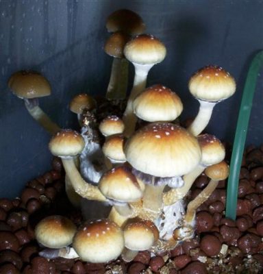golden teacher mushrooms