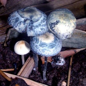 Panaeolus cyanescens (Copelandia cyanescens)
