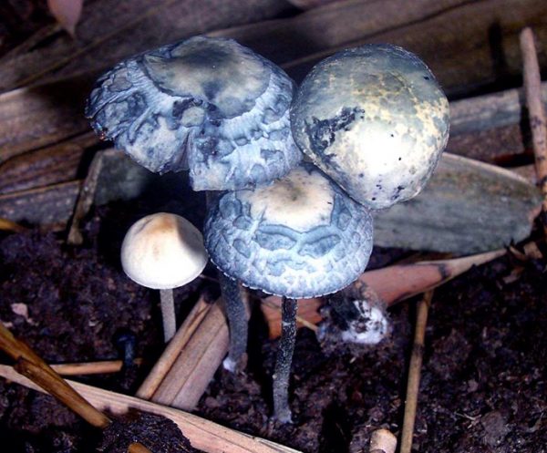 Panaeolus cyanescens (Copelandia cyanescens)