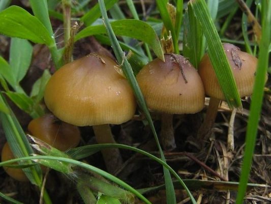 psilocybe caerulescens