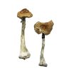 Buy A+ Magic Mushrooms for sale