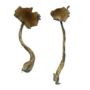 buy Alacabenzi Magic Mushrooms for sale