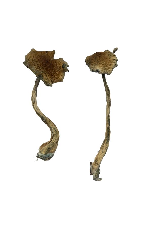 buy Alacabenzi Magic Mushrooms for sale