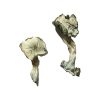 buy Albino Cambodian for sale