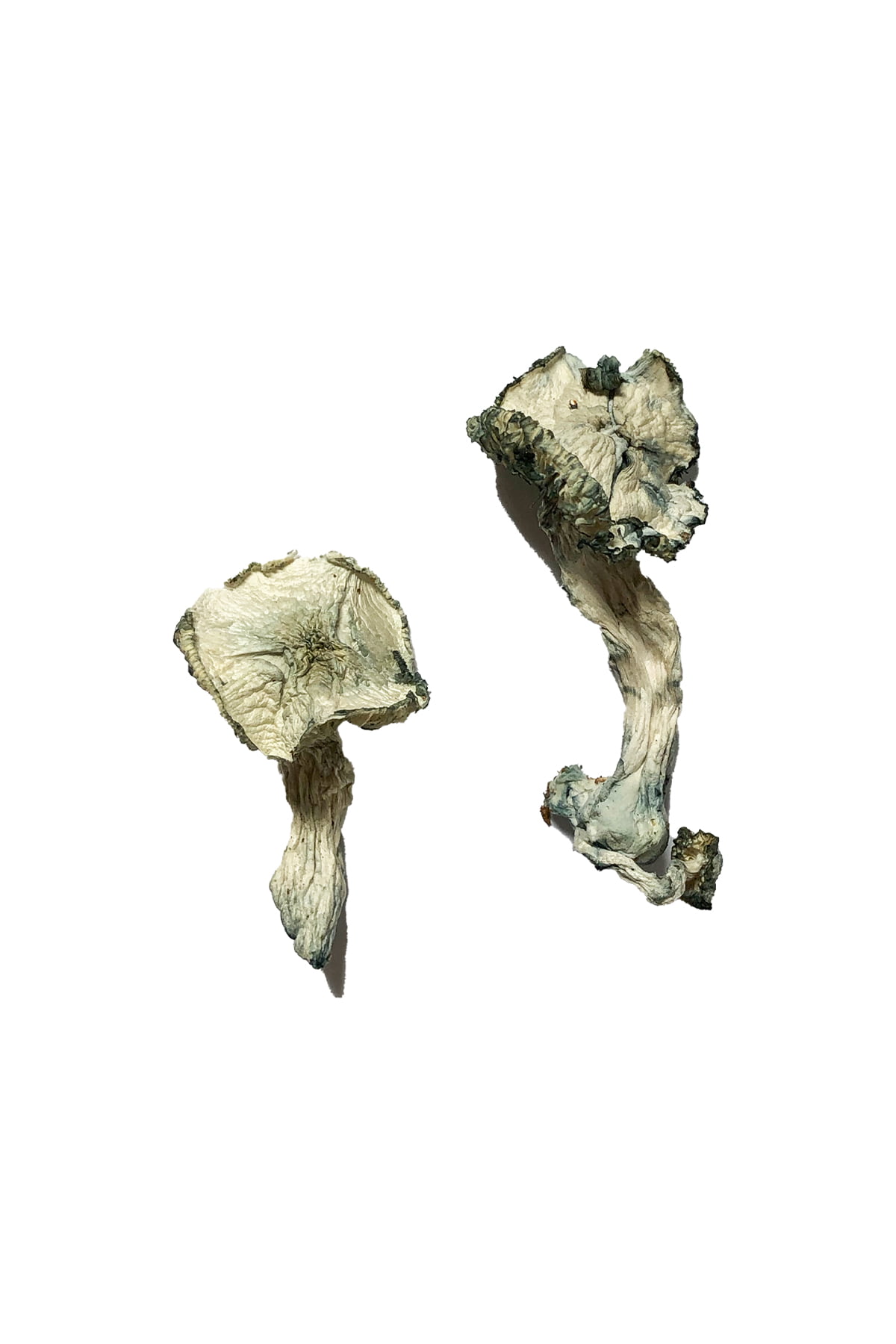 Albino-Cambodians-Magic-Mushrooms buy Albino Cambodian for sale