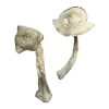 buy Albino Louisiana for sale