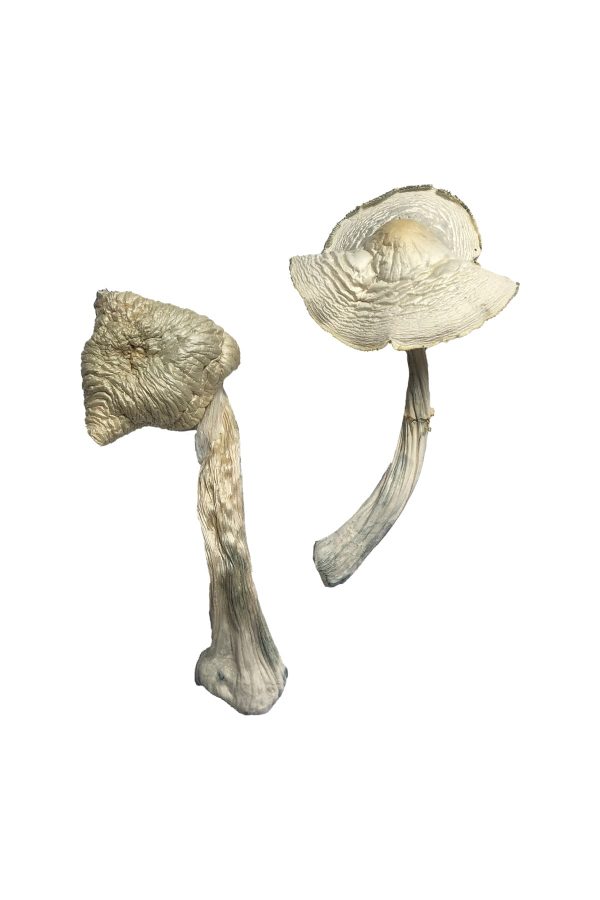 buy Albino Louisiana for sale