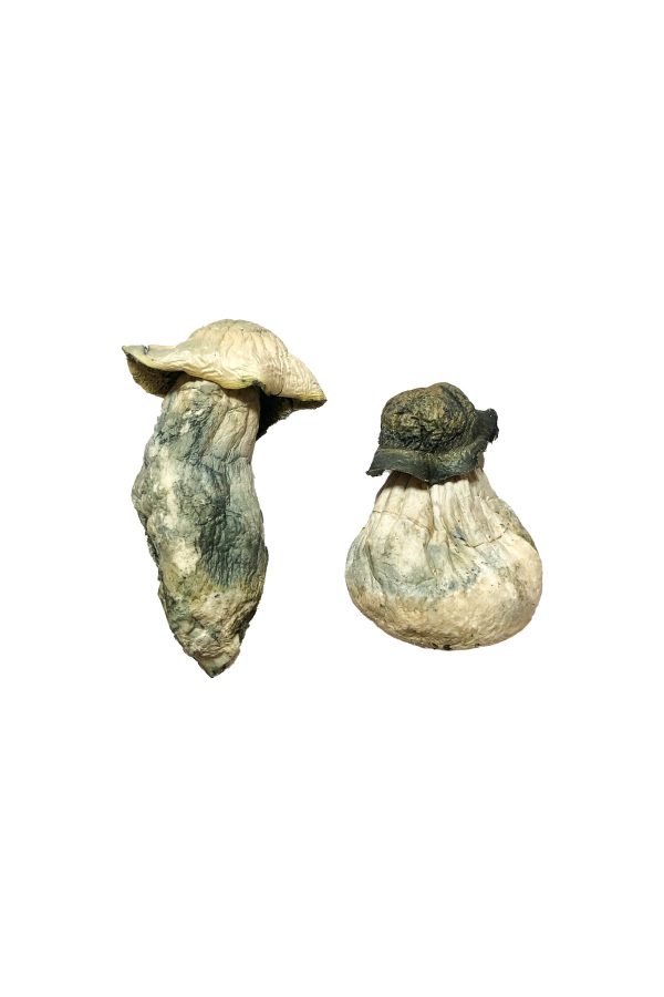 buy Albino Penis Envy for sale