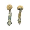 buy Albino Treasure Coast for sale