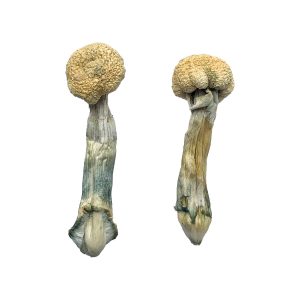 buy Albino Treasure Coast for sale