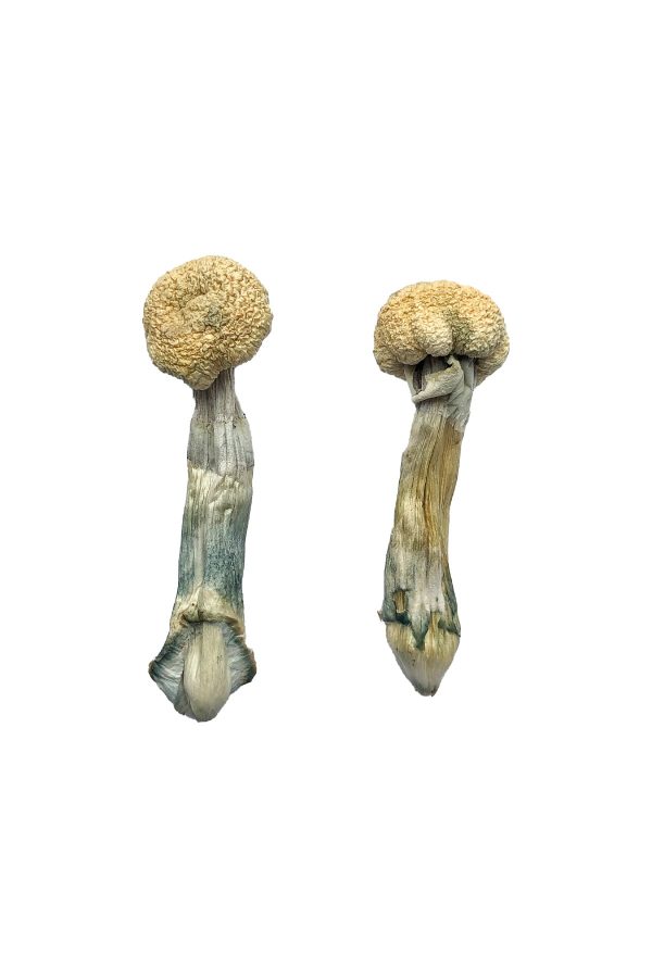 buy Albino Treasure Coast for sale
