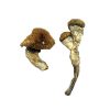 buy Amazonian Magic Mushroom for sale
