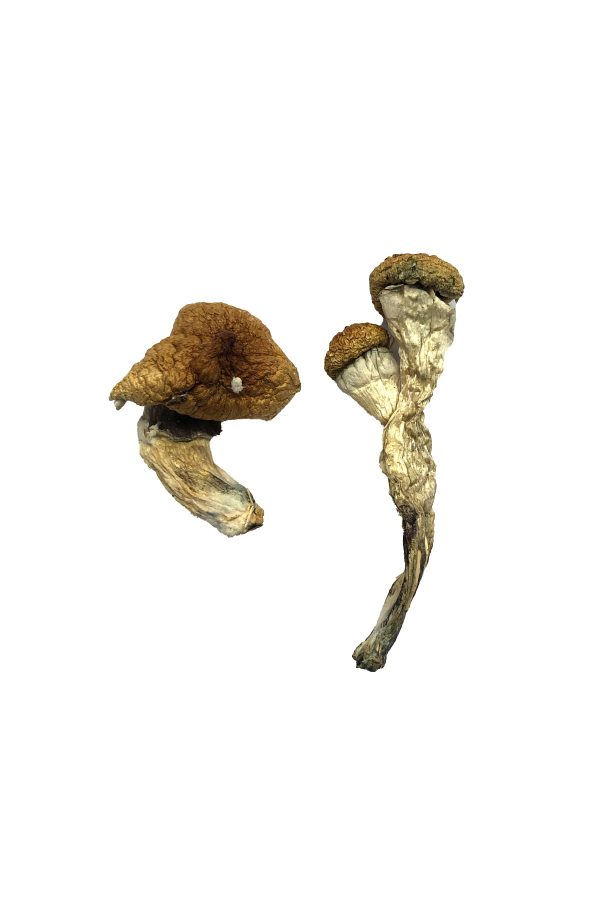 buy Amazonian Magic Mushroom for sale