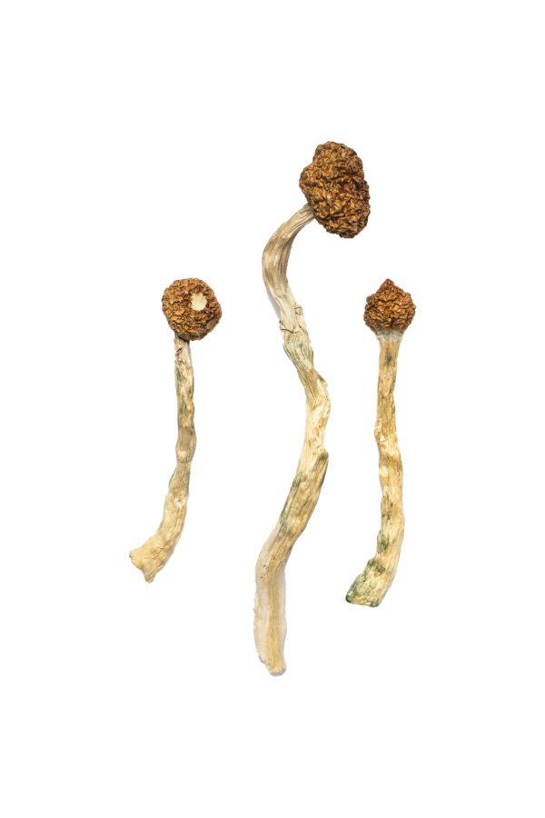 buy Avery’s Albino Magic Mushrooms for sale