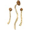 buy Arenal Volcano Magic Mushroom for sale