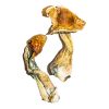 buy B+ Magic Mushrooms for sale
