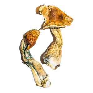 buy B+ Magic Mushrooms for sale