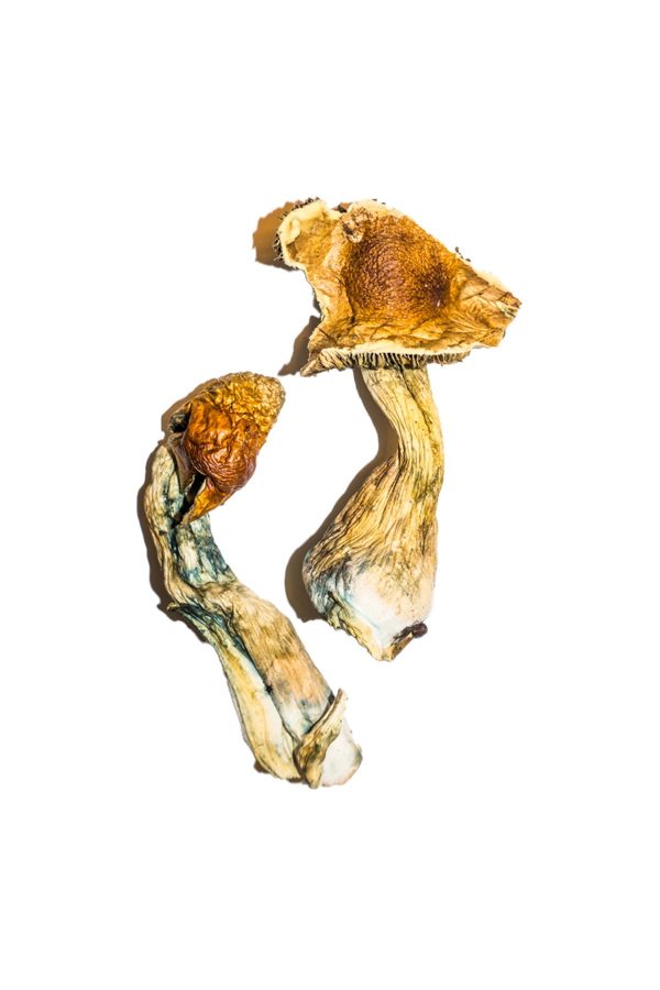buy B+ Magic Mushrooms for sale