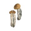 buy big Mex Magic Mushrooms for sale