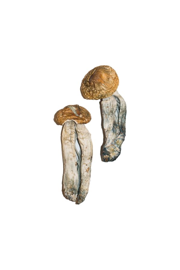 buy big Mex Magic Mushrooms for sale