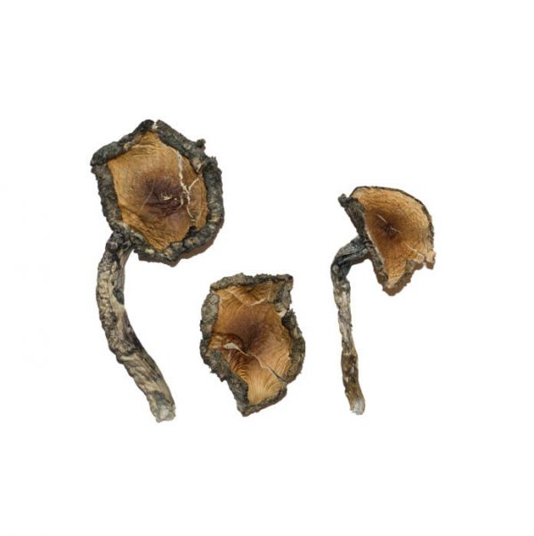 buy Blue Meanie Mushroom for sale