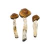 Buy brazilian mushrooms for sale