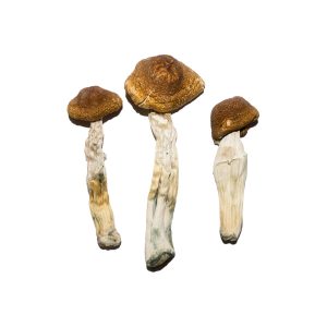 Buy brazilian mushrooms for sale