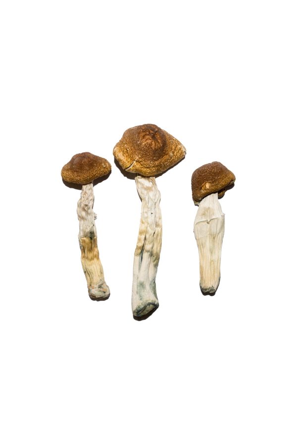 Buy brazilian mushrooms for sale
