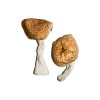 buy burma mushrooms for sale