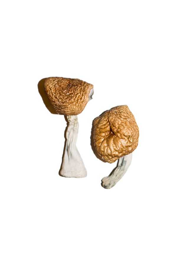 buy burma mushrooms for sale