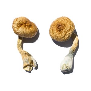 Buy Cambodian Gold Magic Mushrooms for sale