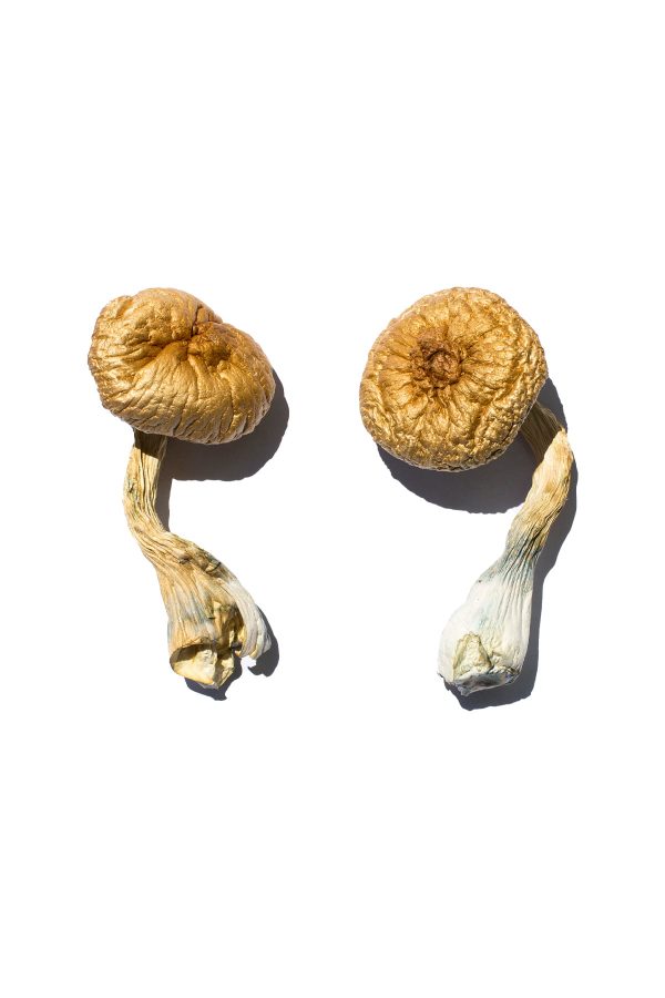 Buy Cambodian Gold Magic Mushrooms for sale