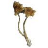 buy cambodian mushrooms for sale