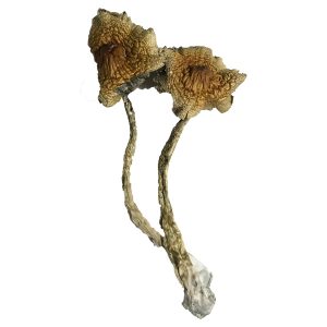 buy cambodian mushrooms for sale