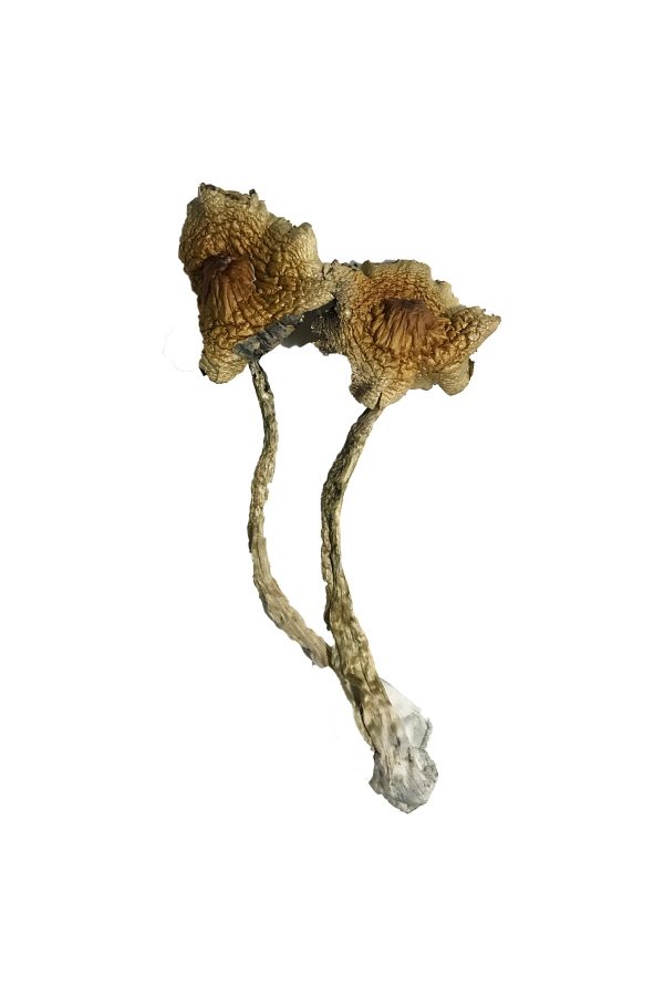 buy cambodian mushrooms for sale