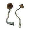 buy Costa Rican Magic Mushrooms for sale