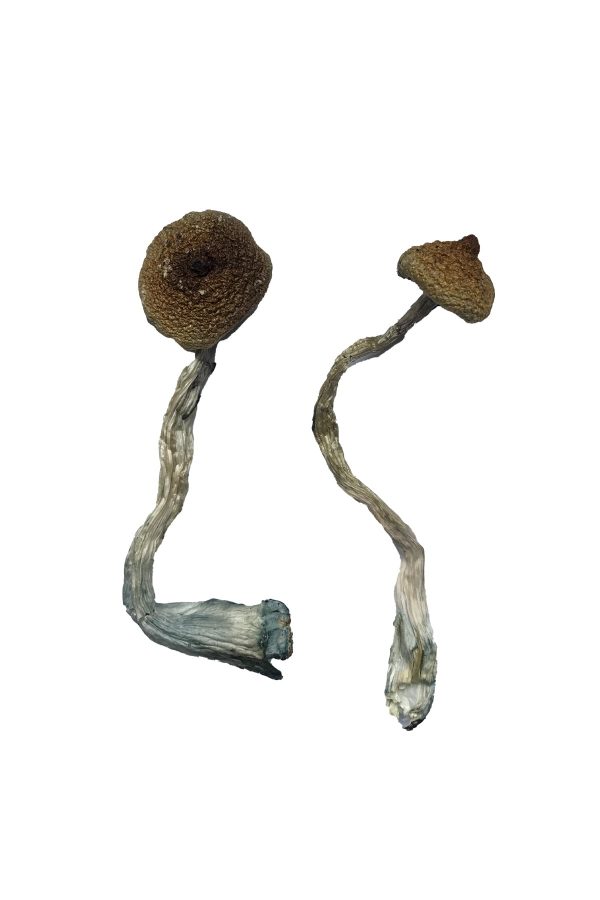buy Costa Rican Magic Mushrooms for sale