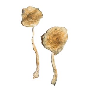 buy cuban magic mushrooms for sale